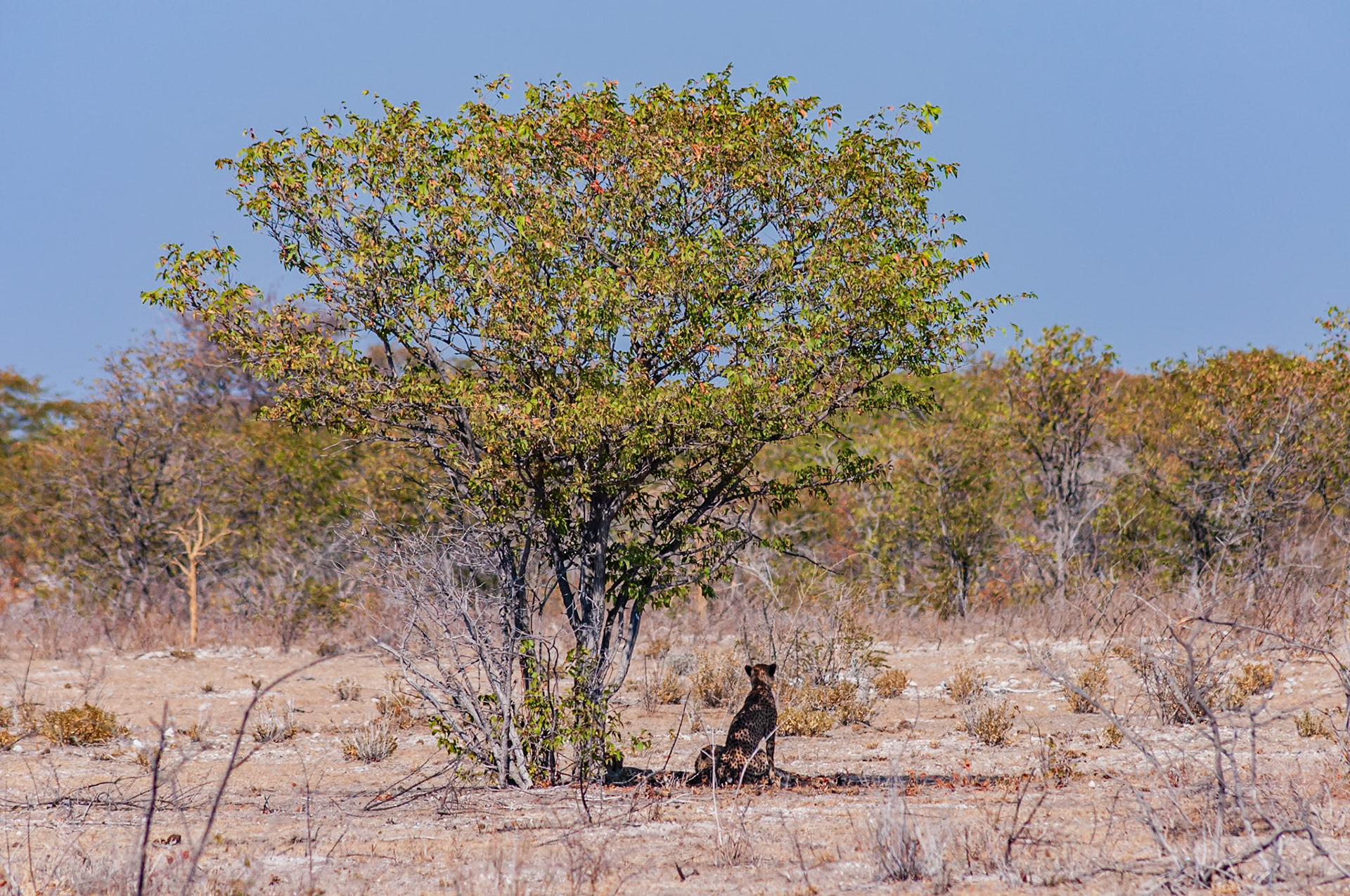 Etosha National Park