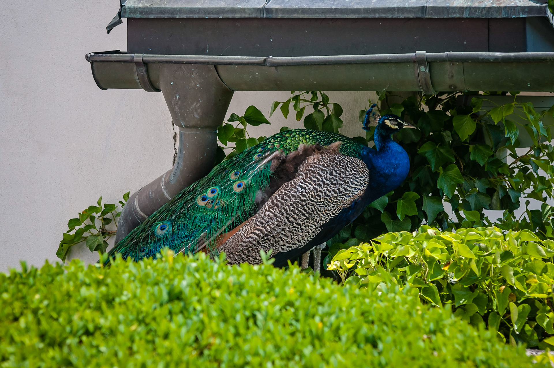 Château d'Ambras, Innsbruck, Autriche