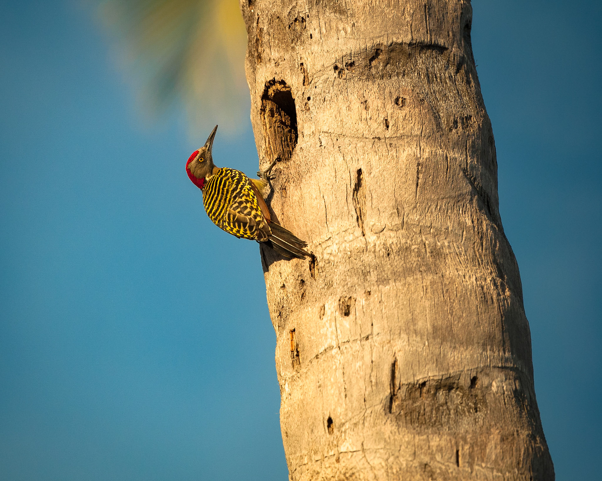 Club Med Punta Cana, République Dominicaine