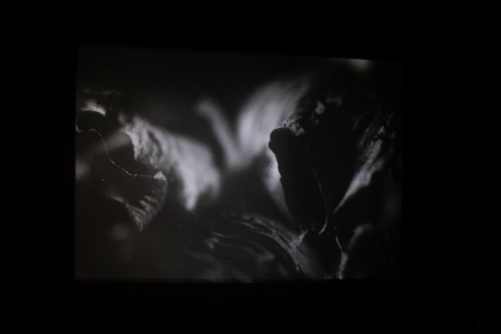 Pareidolia - Zelluloid Resistance Festival, Berlin 2025