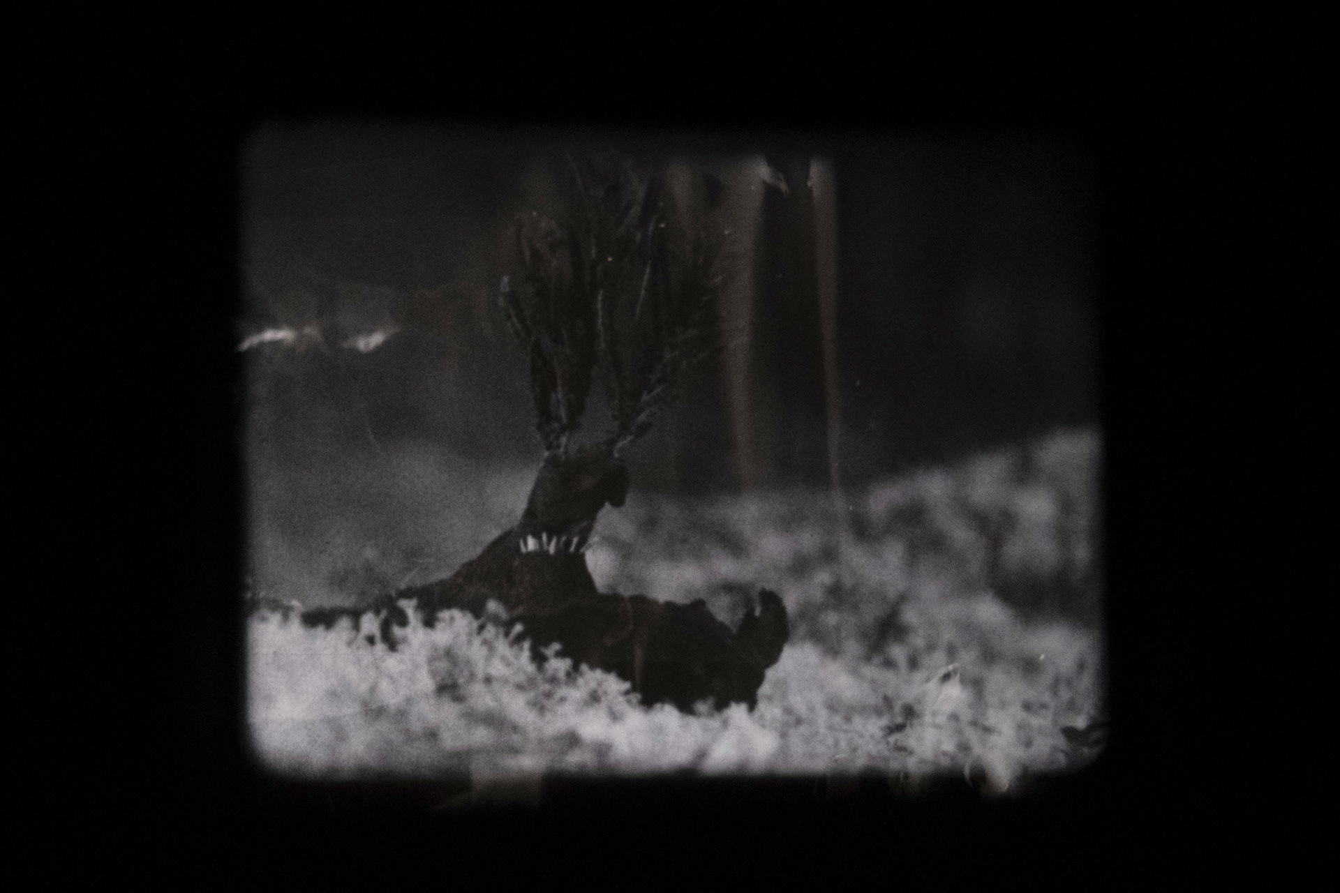 Pareidolia - Zelluloid Resistance Festival, Berlin 2025