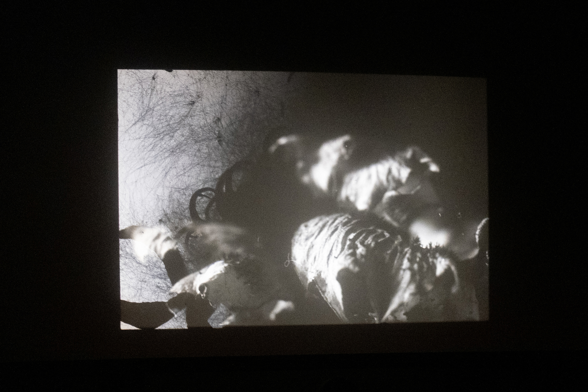 Pareidolia - Zelluloid Resistance Festival, Berlin 2025