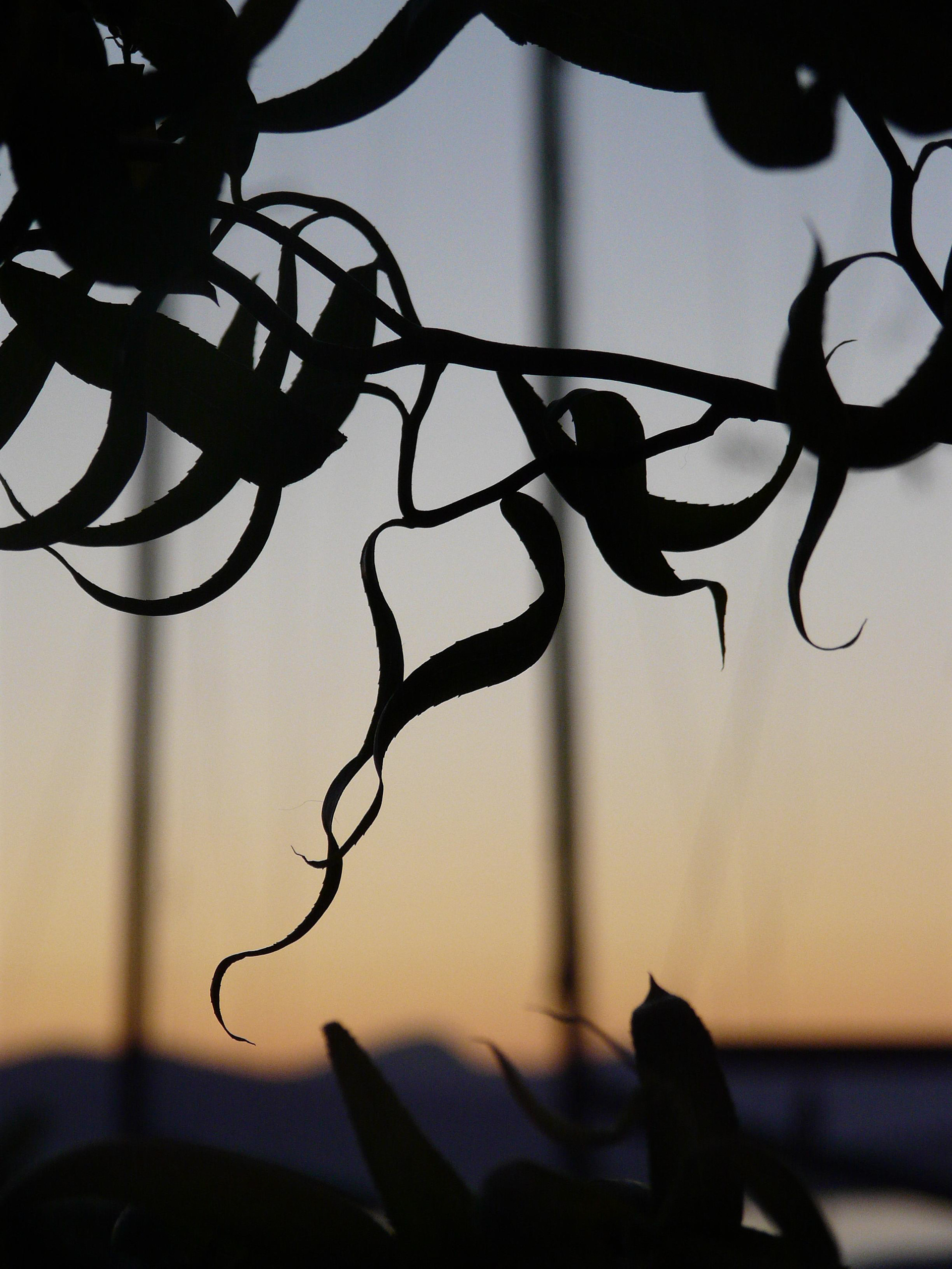 Sunset curls, Kitsilano