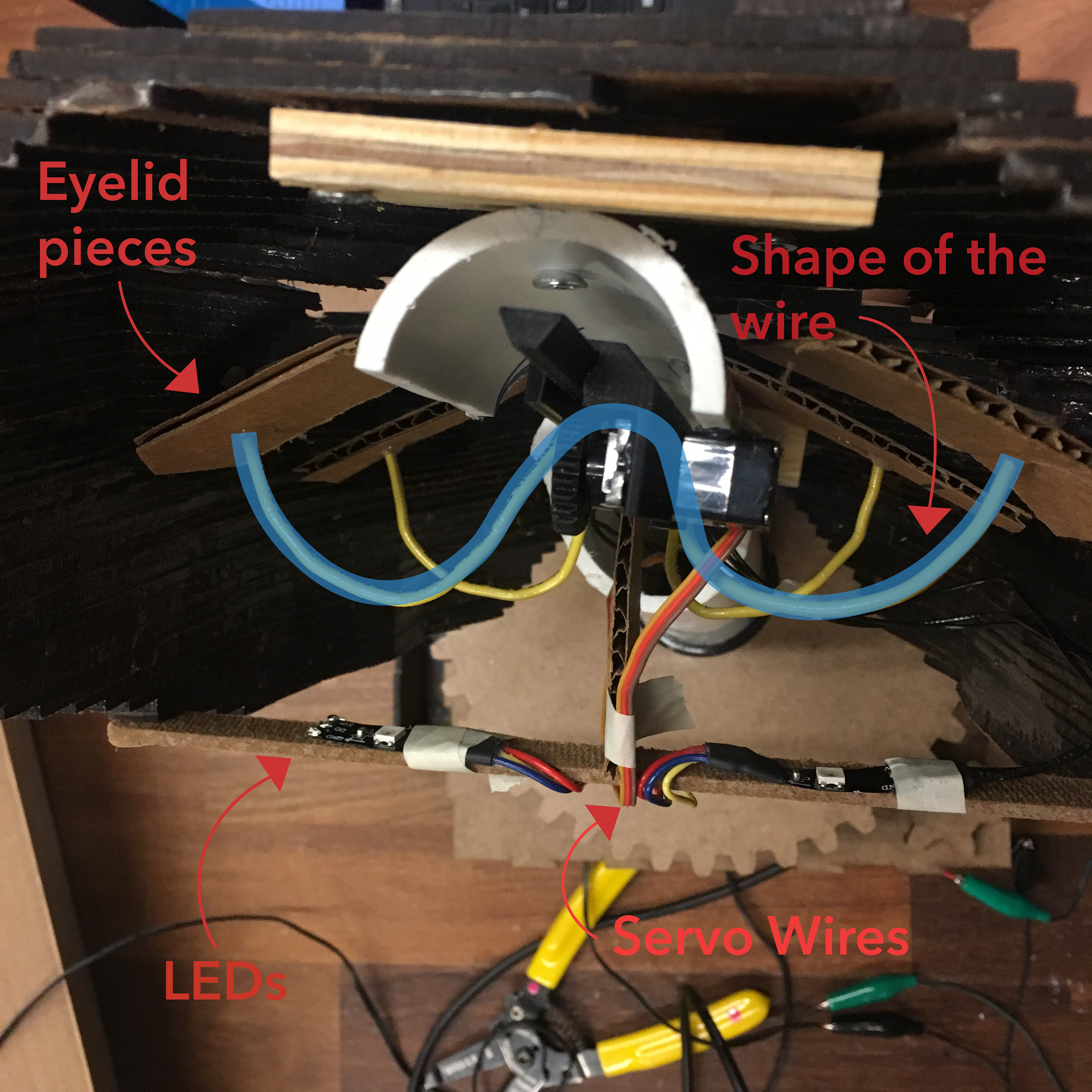 Overhead view of the eyes.