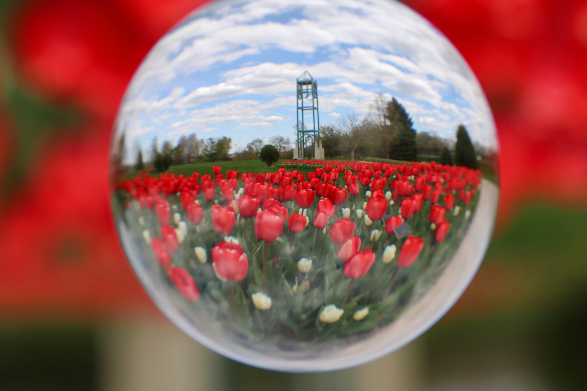 2021-16-04-tulips campanile- LW