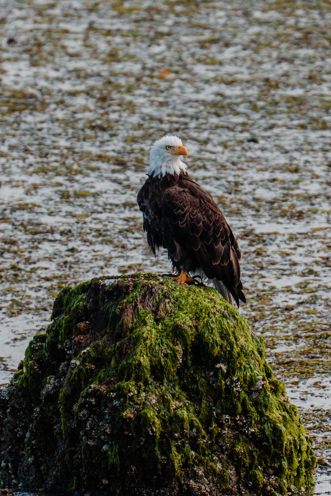 Bald Eagle, Samish Island