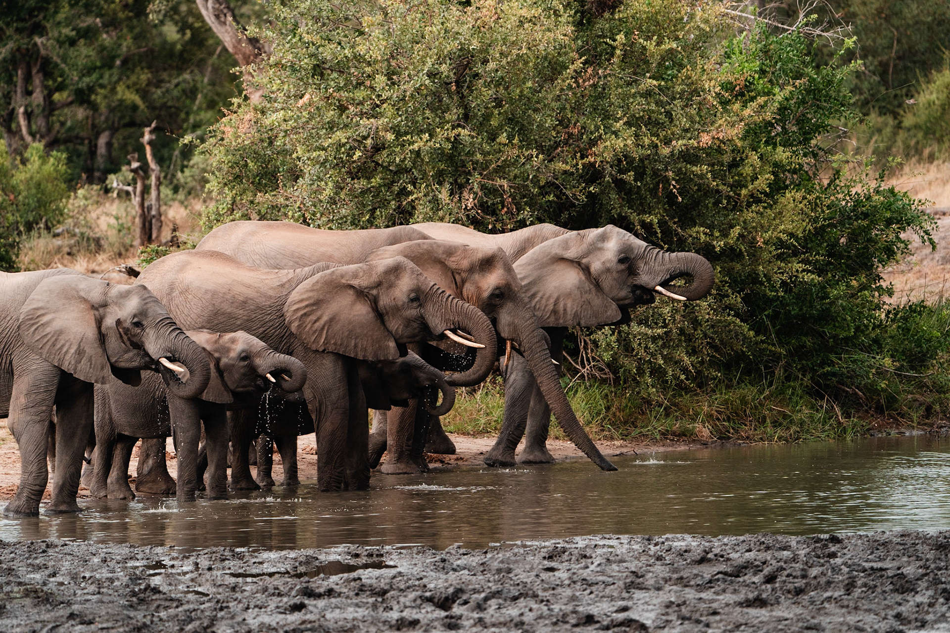 Herd of Elephants, South Africa