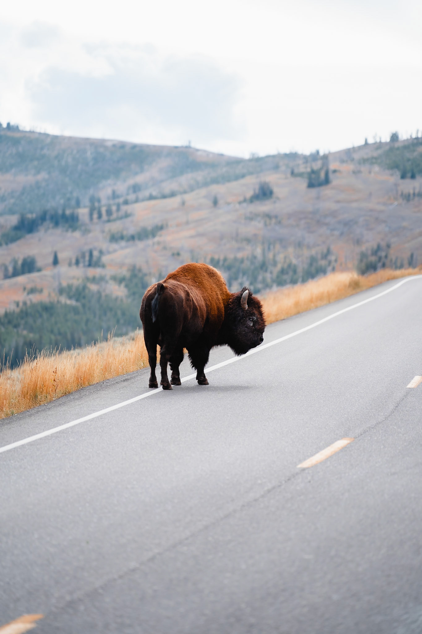 Bison, Yellowstone National Park