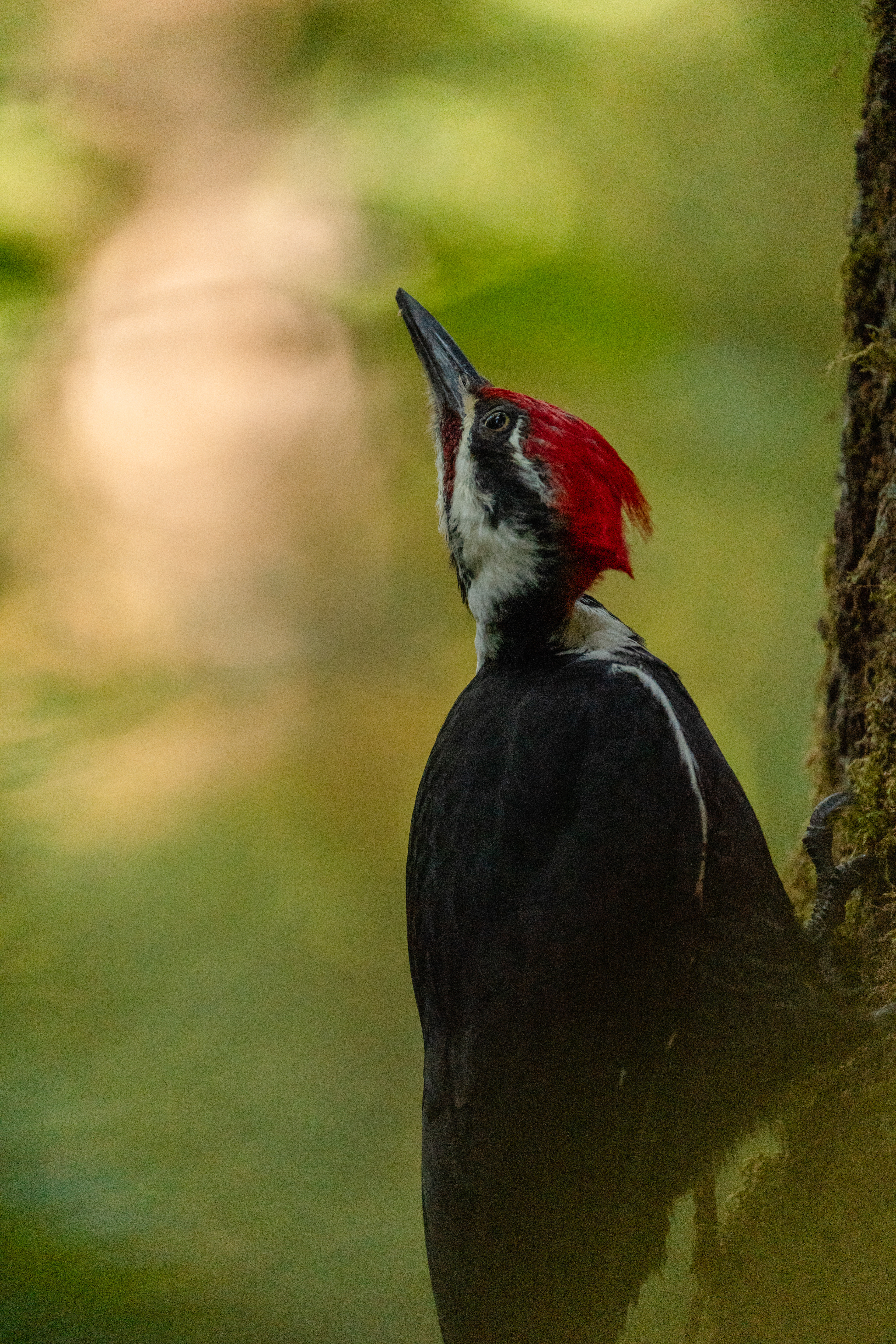 Pileated Woodpecker, North Cascades