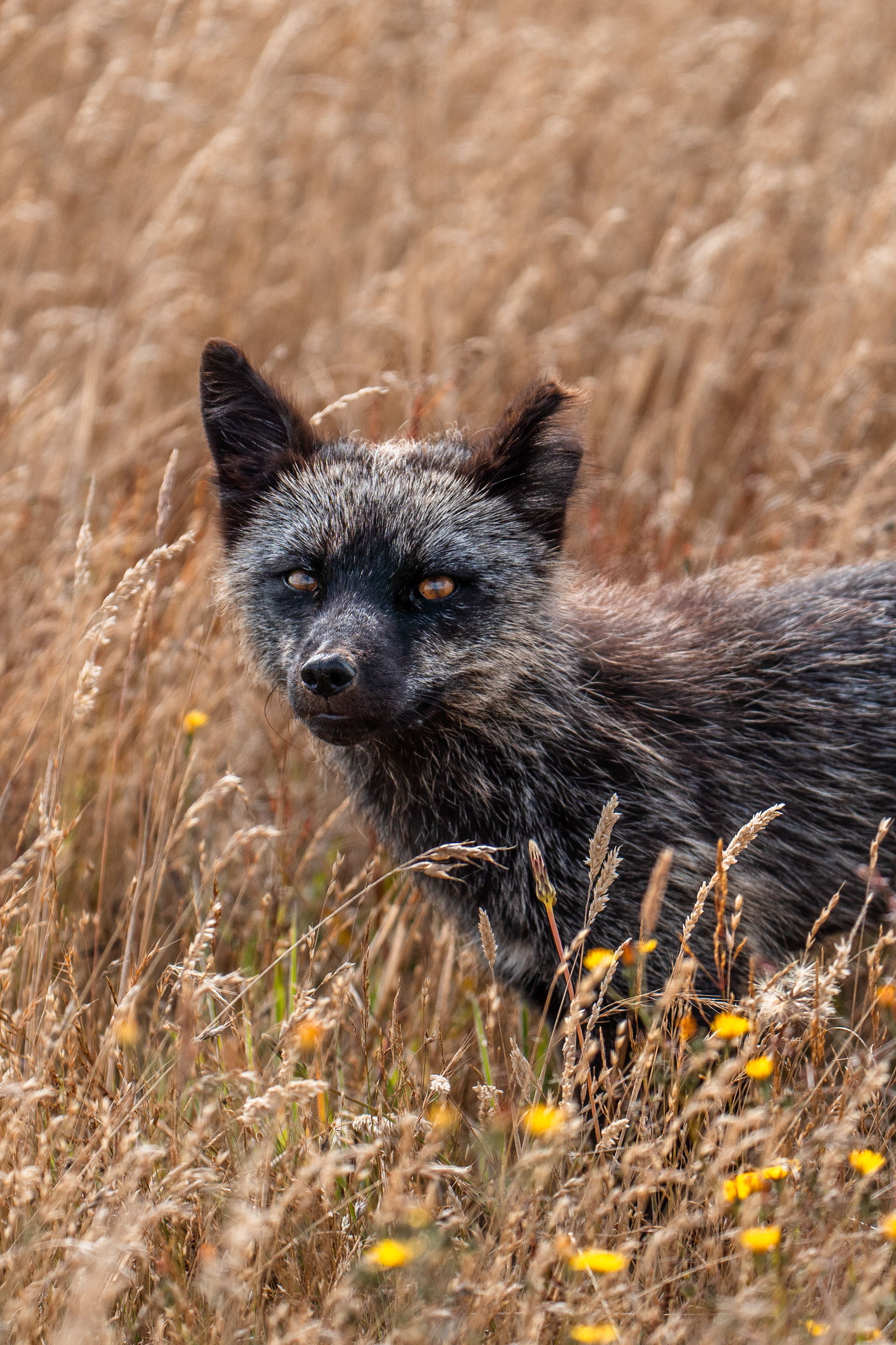 A curious Black Kit Fox, San Juan Island