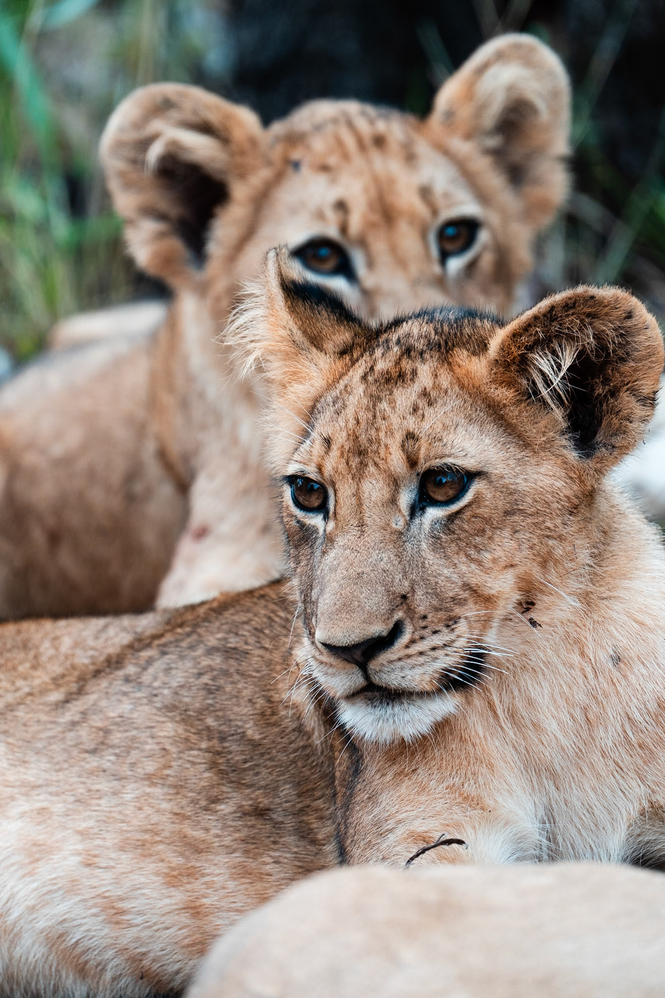 Lion cub brothers, Kruger National Park, South Africa