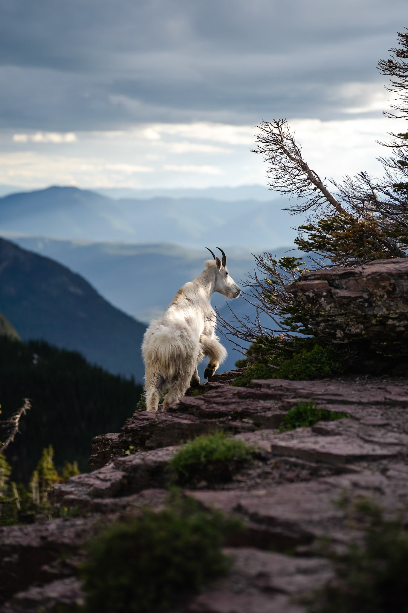 A mountain goat poses in Glacier National Park, Montana