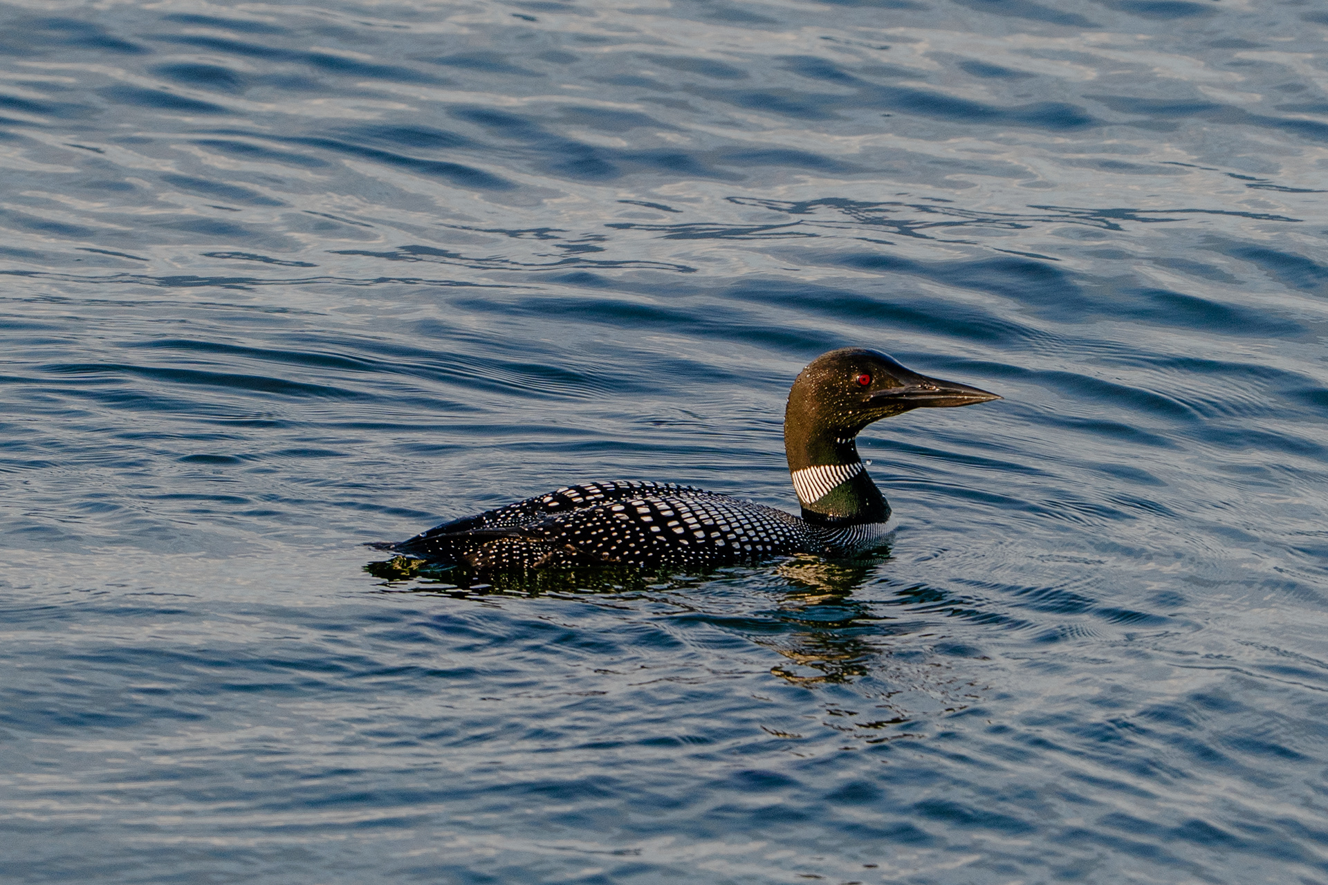 Loon, Washington State
