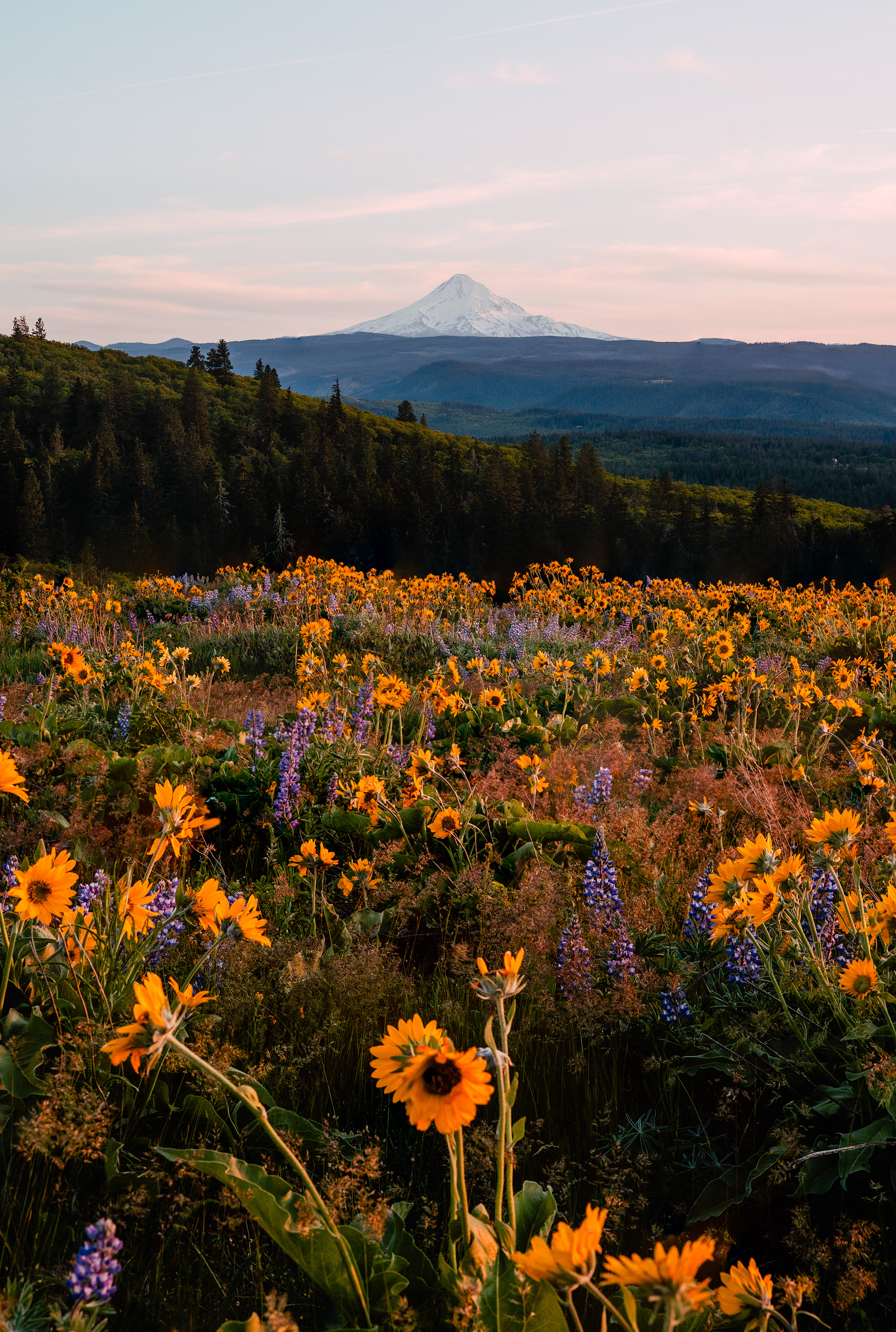 Wildflowers in front of Mt. Hood