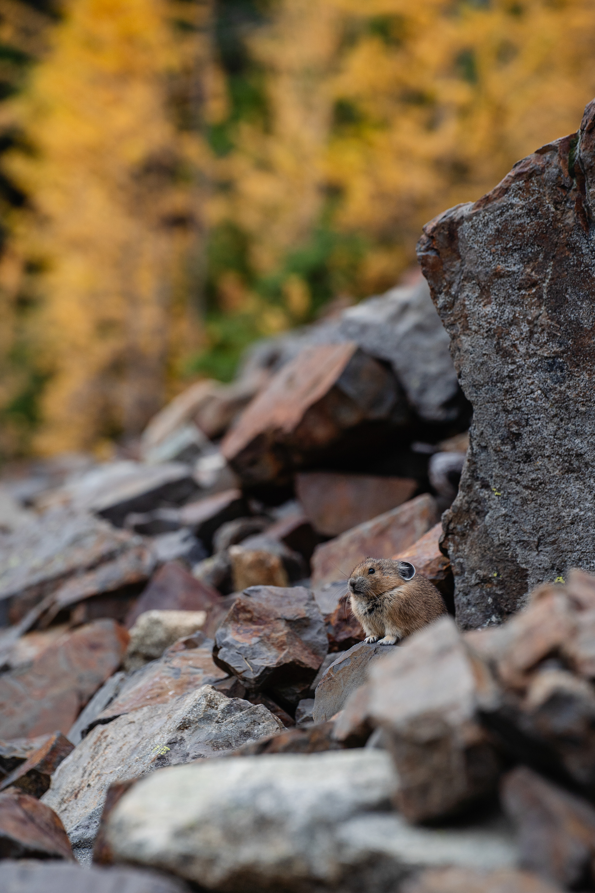 Pika under the Larch Trees, North Cascades
