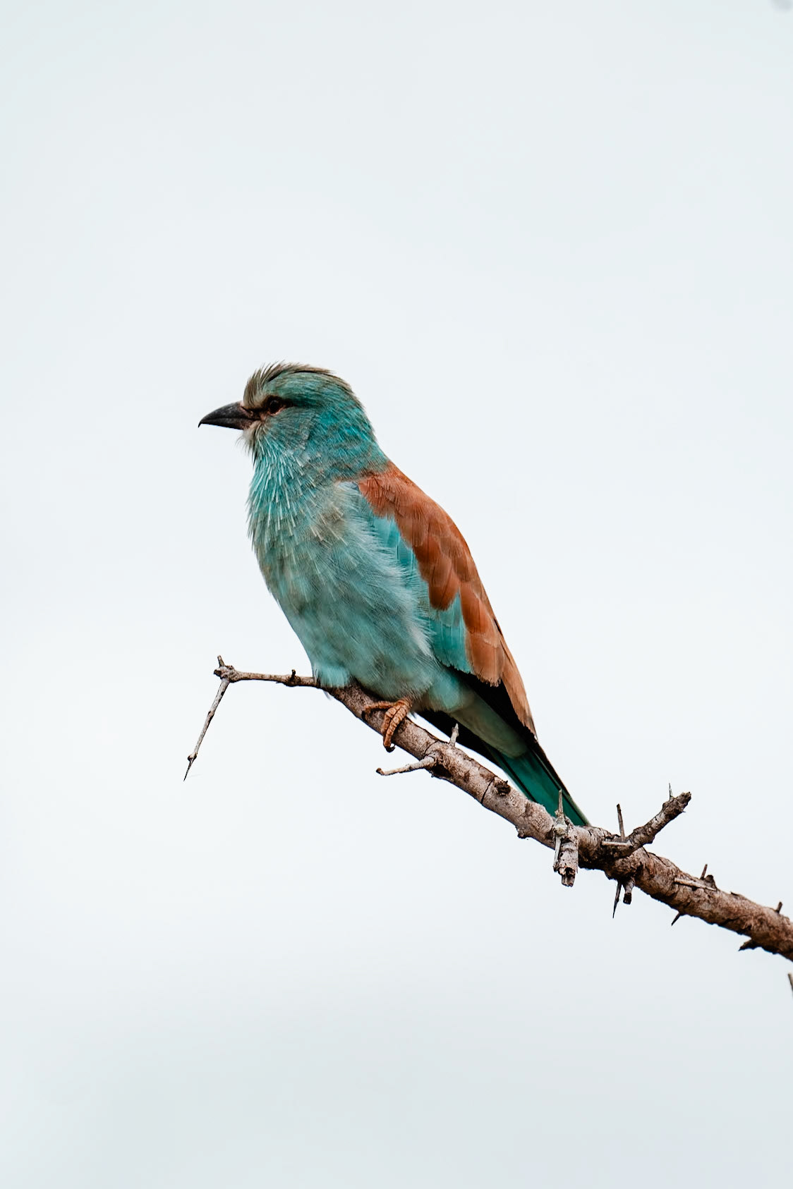 European Roller, Kruger National Park, South Africa