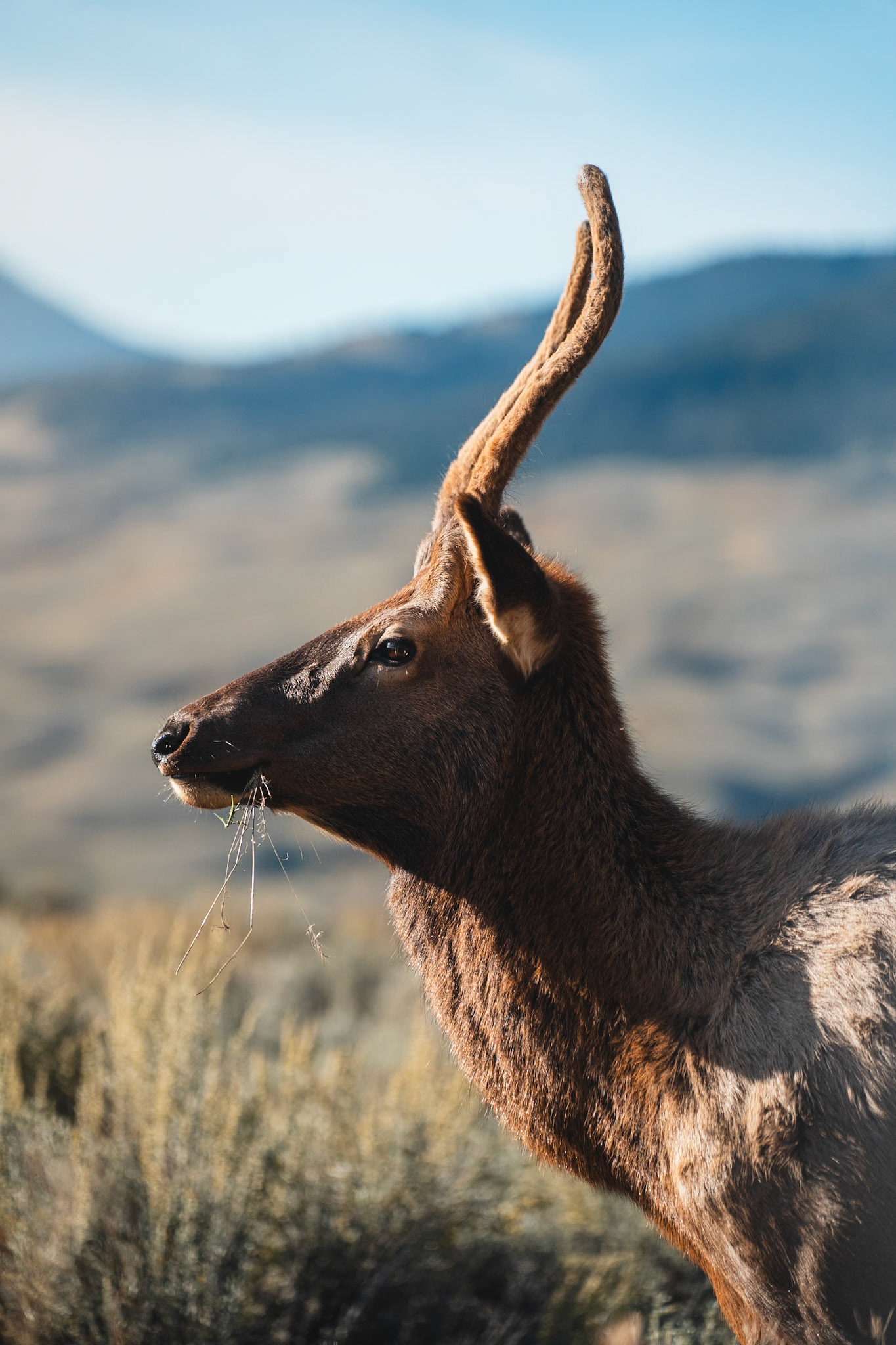 A juvenile elk poses just outside of Yellowstone National Park