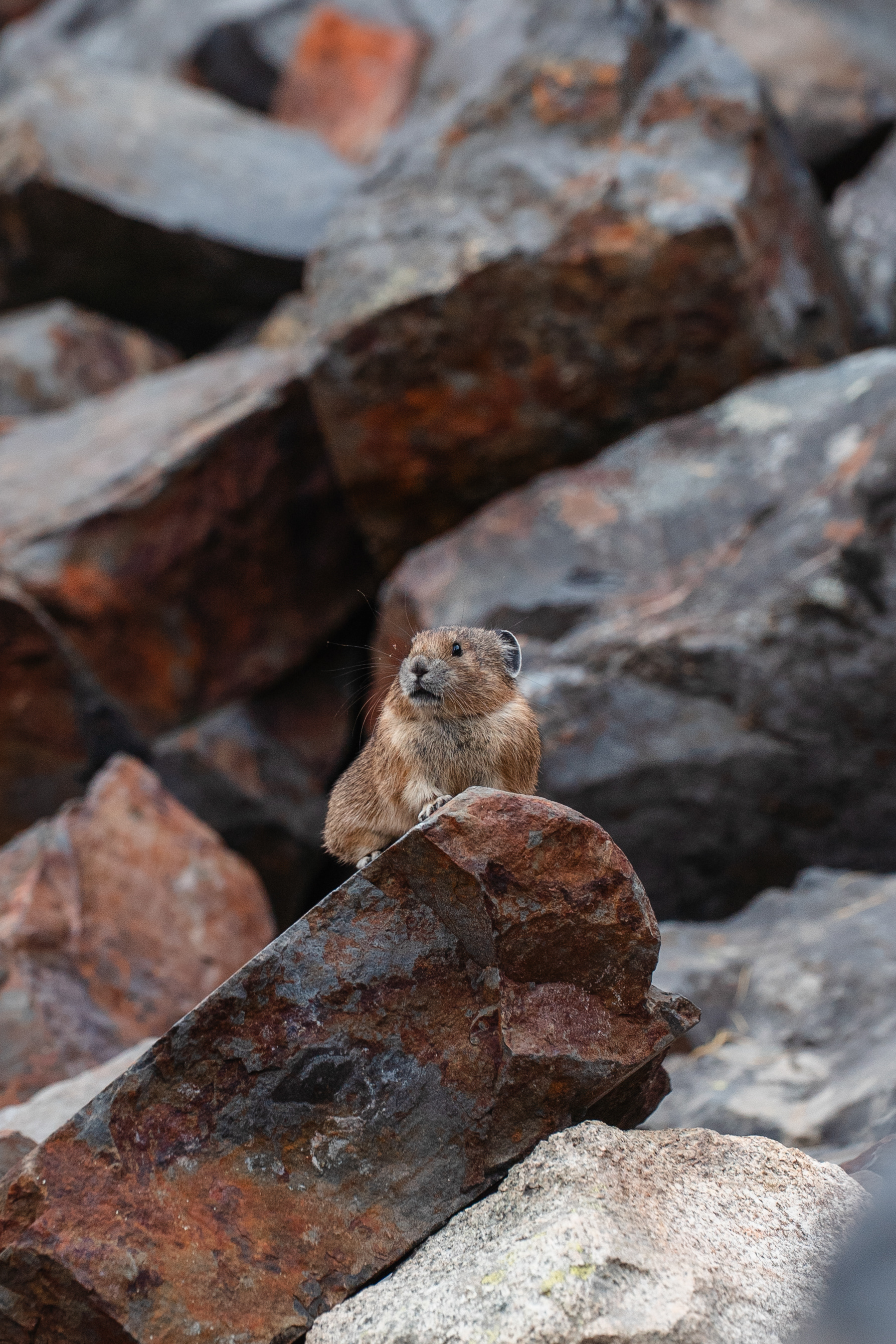 Pika on the Rocks, North Cascades