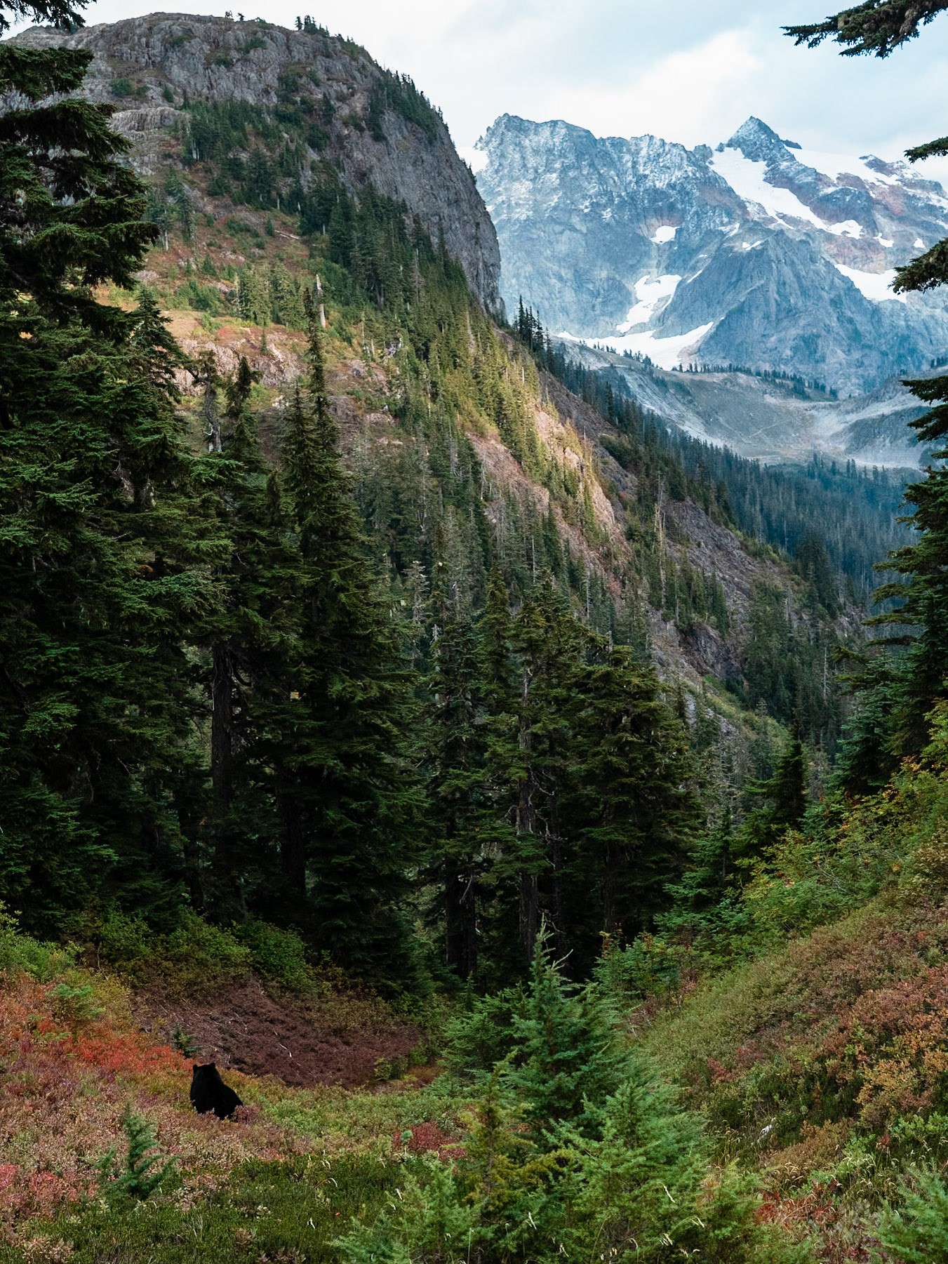 A black bear enjoys the view in Washington 