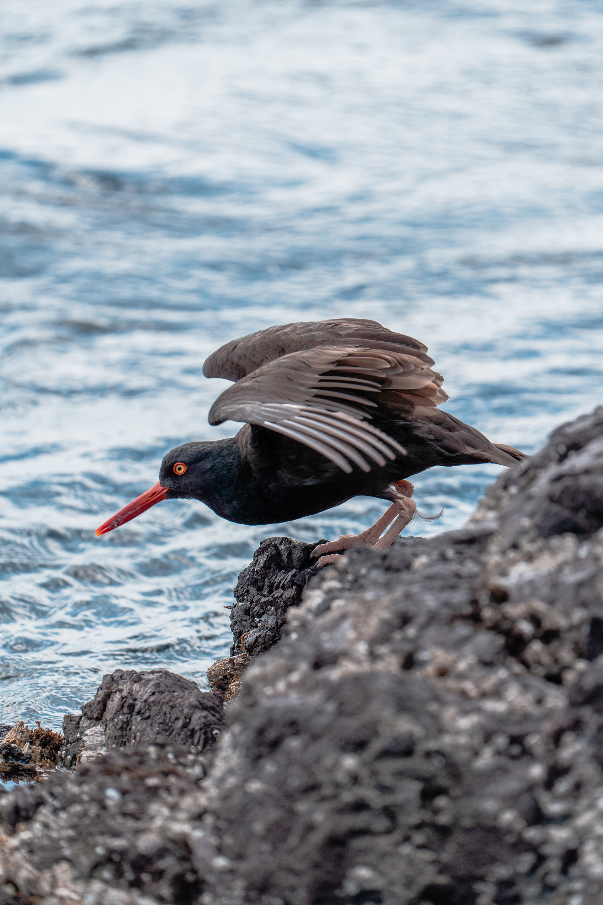 Oyster Catcher, San Juan Island