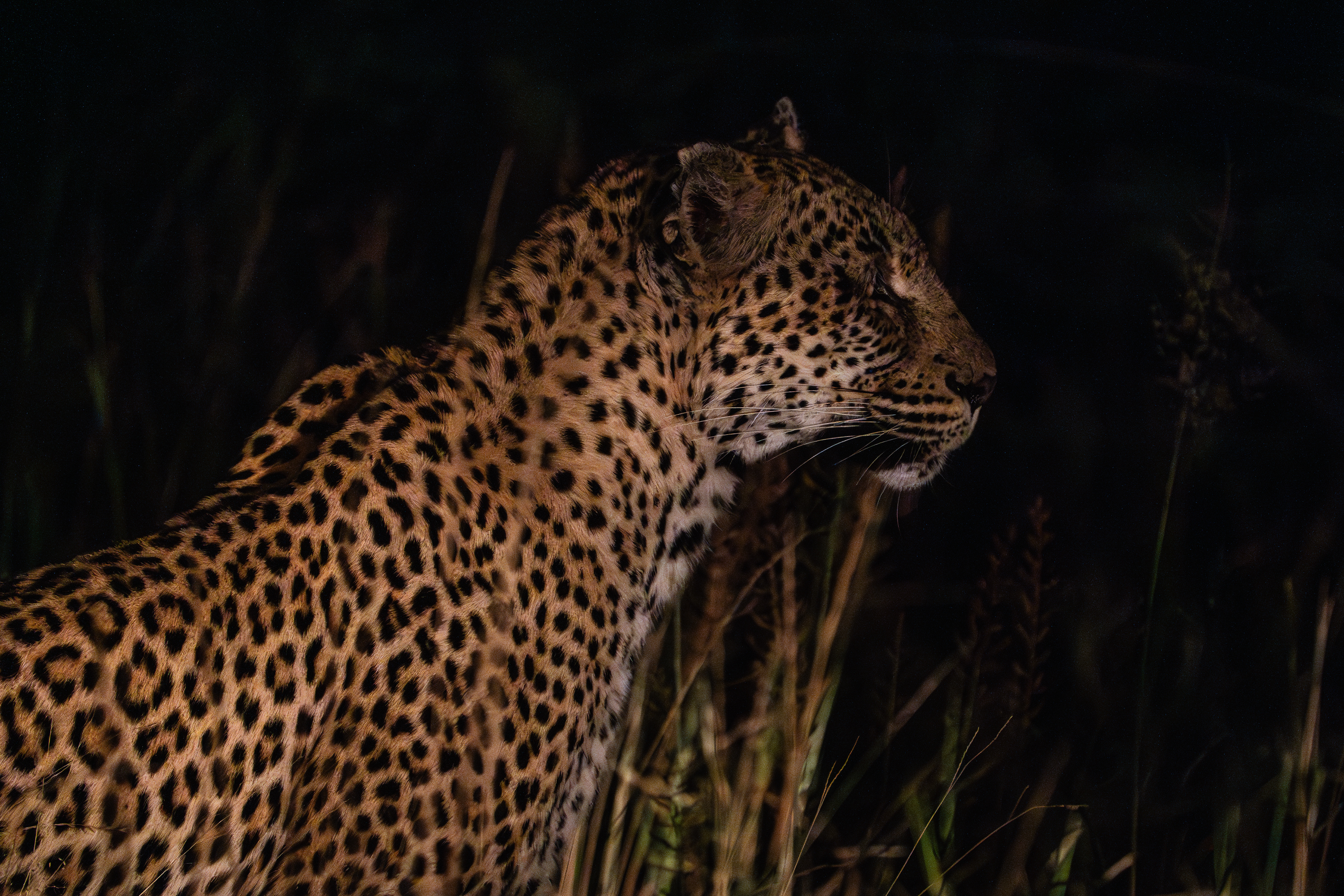 Leopard, South Africa
