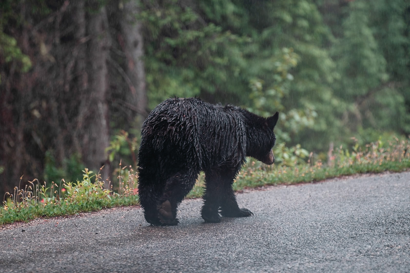 Black Bear, Jasper, Canada