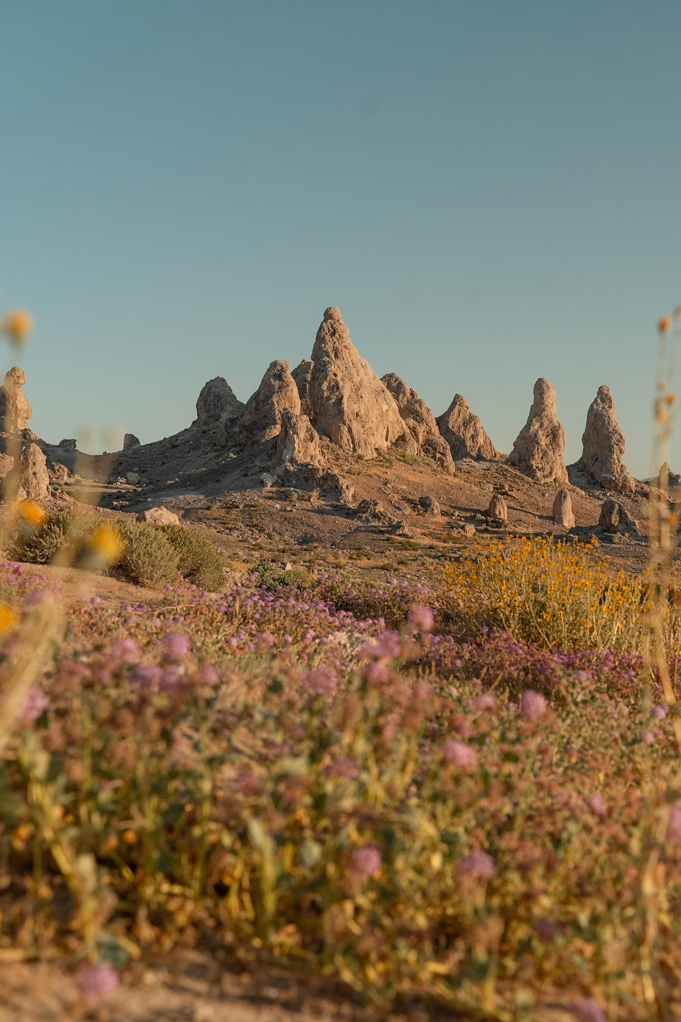 Wildflowers bloom among the Trona Pinnacles