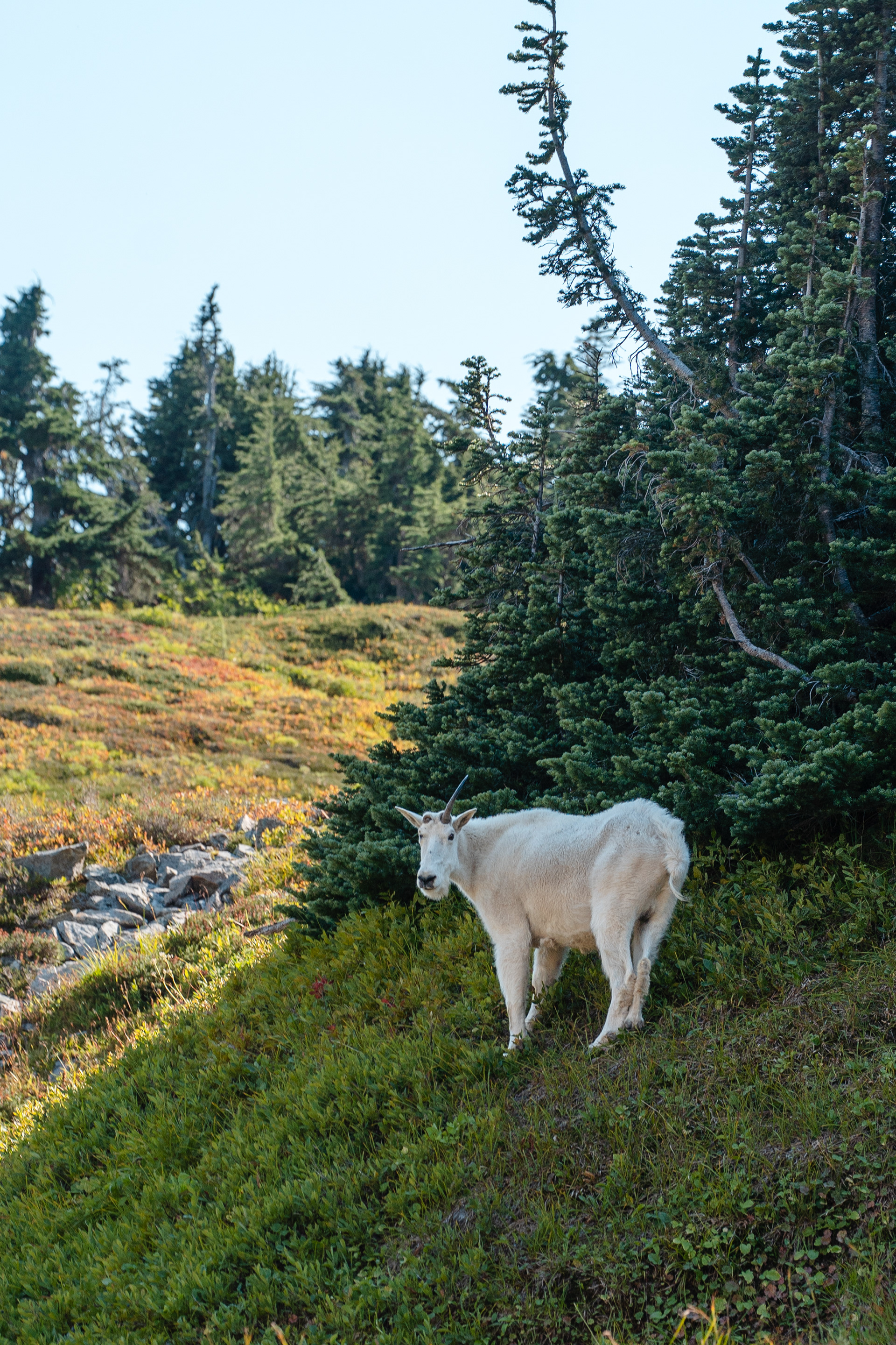 Mountain Goat, North Cascades