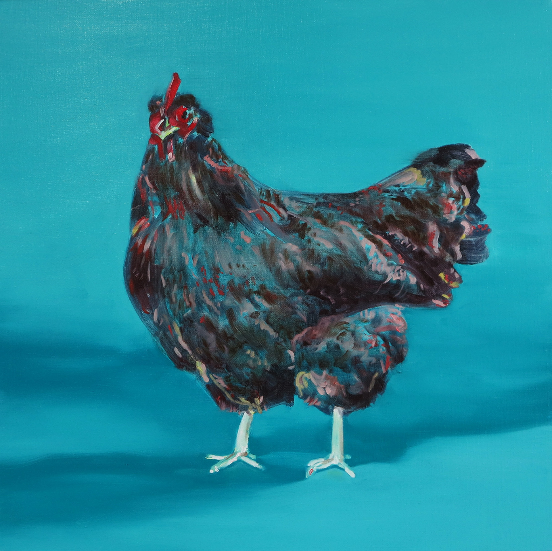 Kip, oil on canvas, 50 x 50 cm