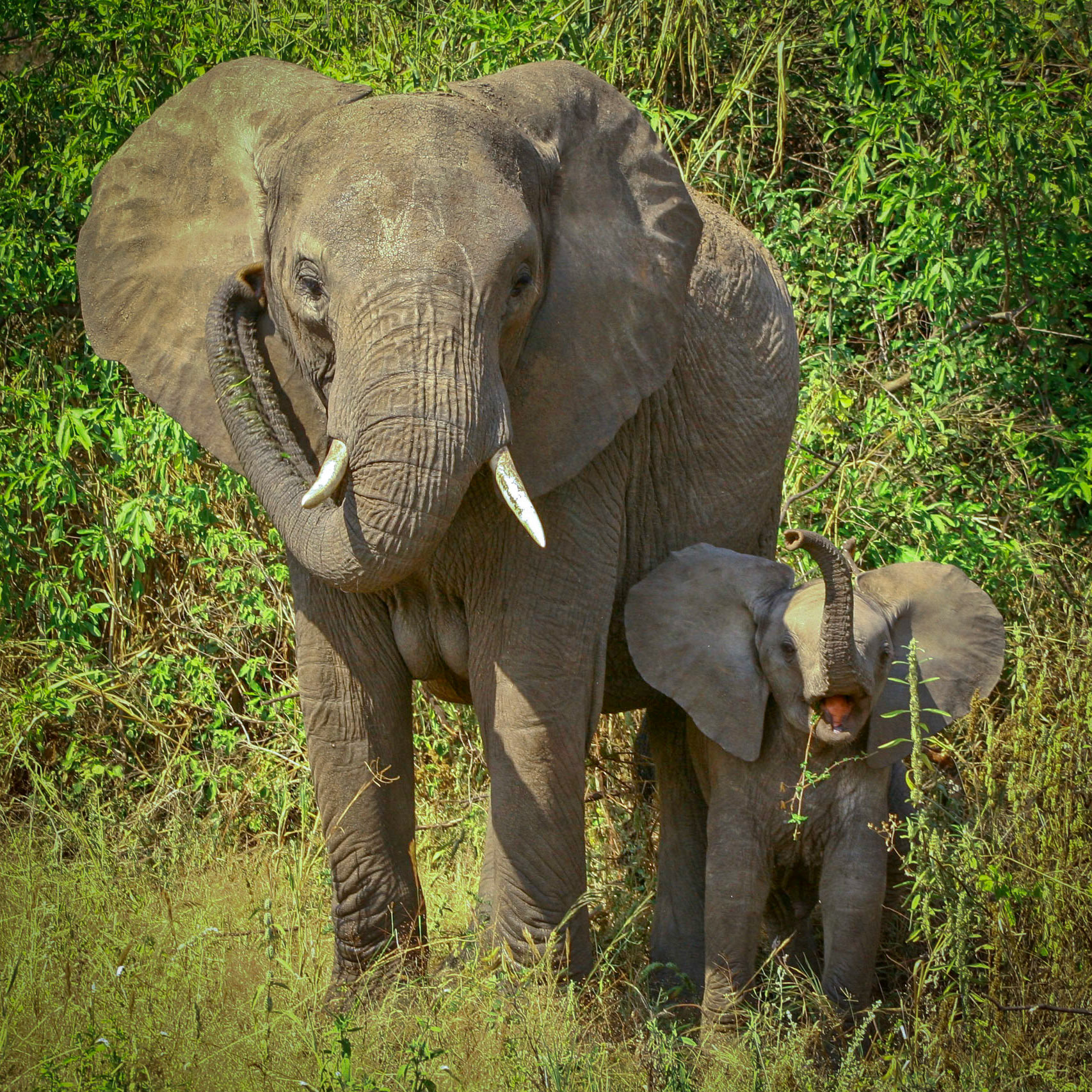Elephants, Tarangire National Park, Tanzania