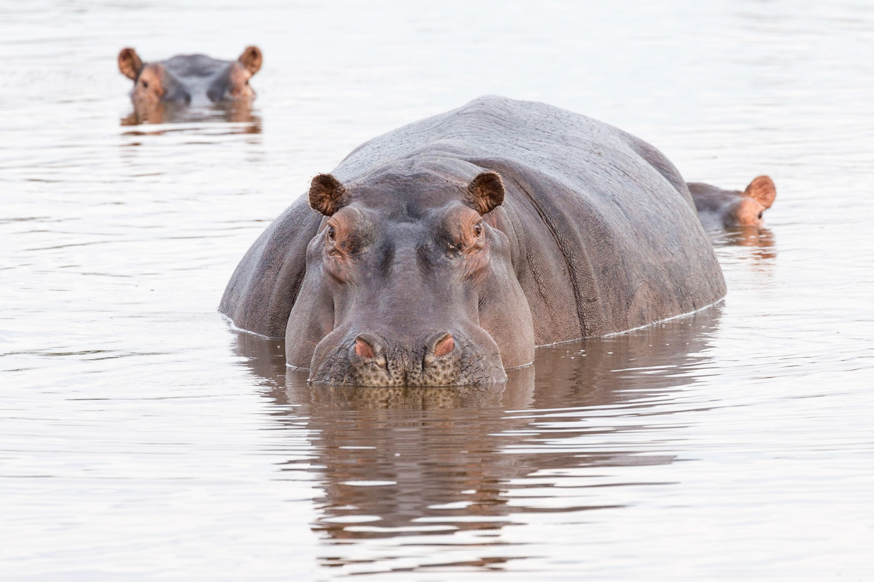 Hippos, Okavango Delta, Botswana
