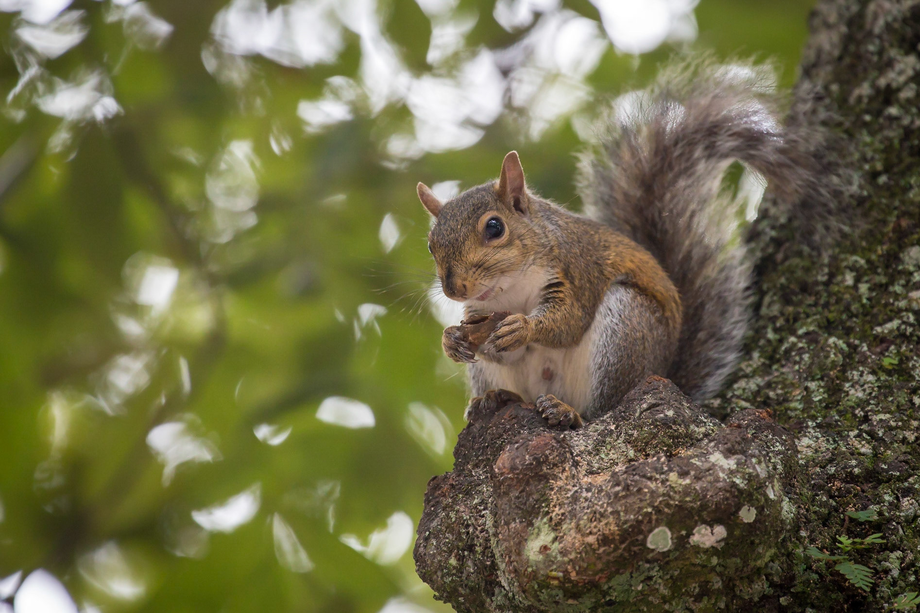 Gray Squirrel, Wakulla Springs, Florida, USA