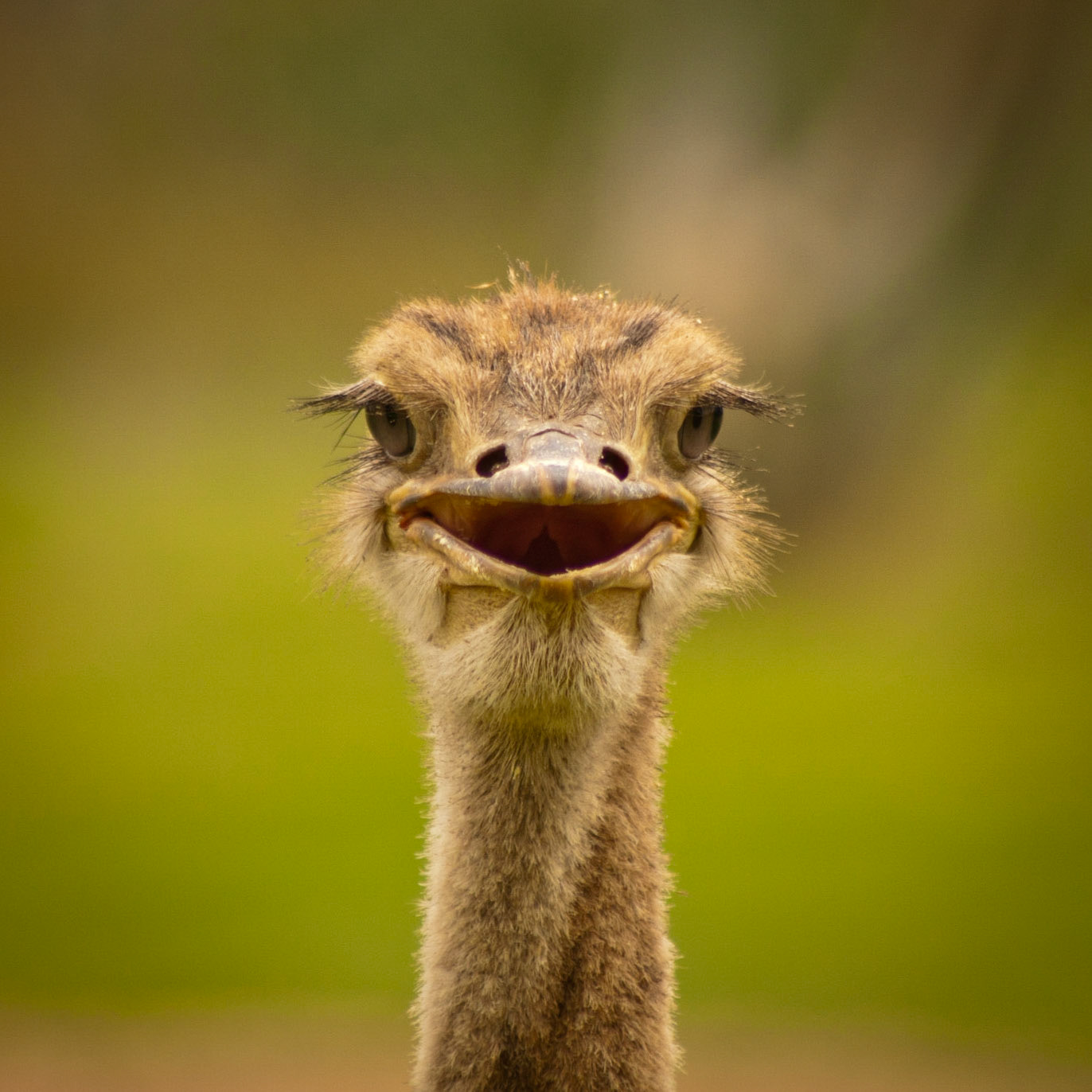 Ostrich, Omaheke, Namibia