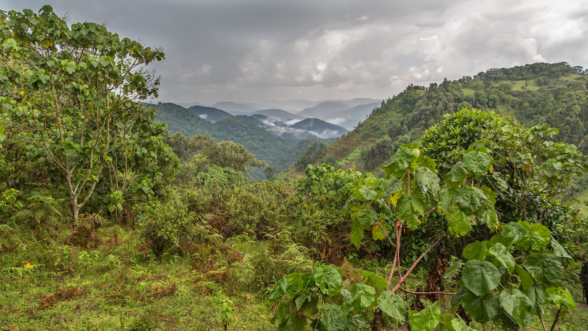 Bwindi Impenetrable Forest, Uganda