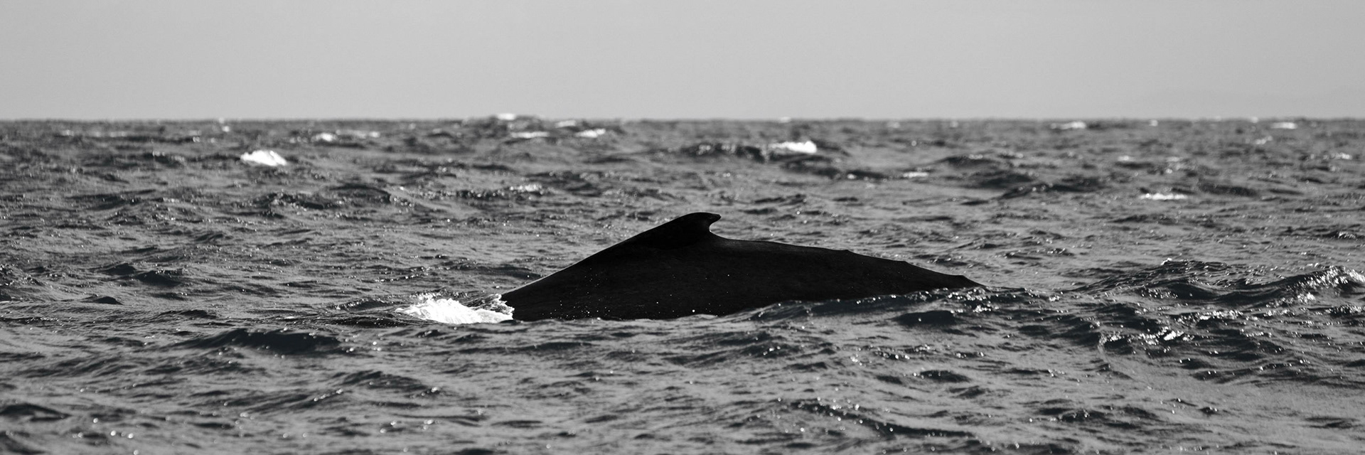 Humpback Whale, Sainte Marie, Madagascar