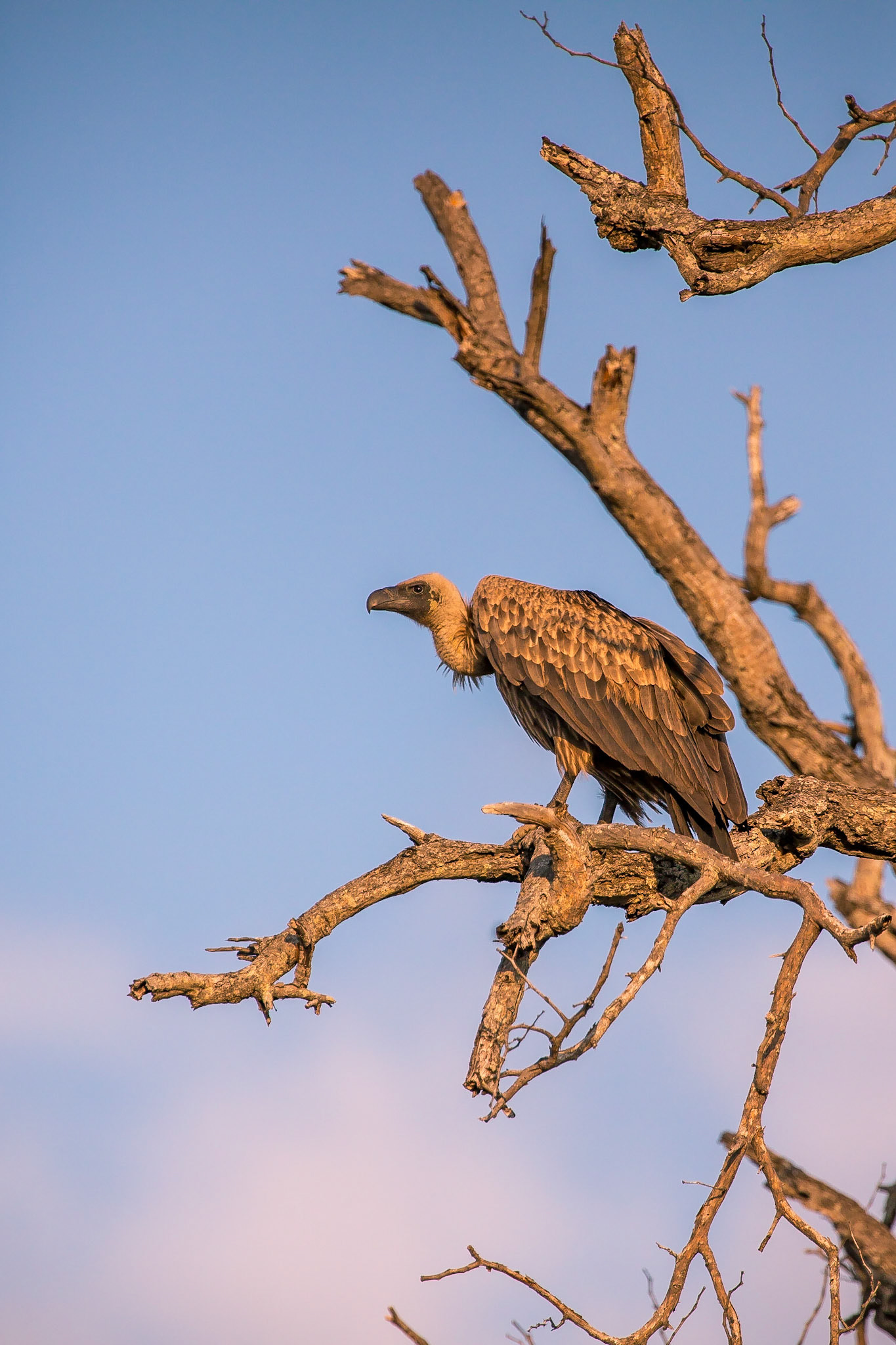Vulture, Klaserie Game Reserve, South Africa