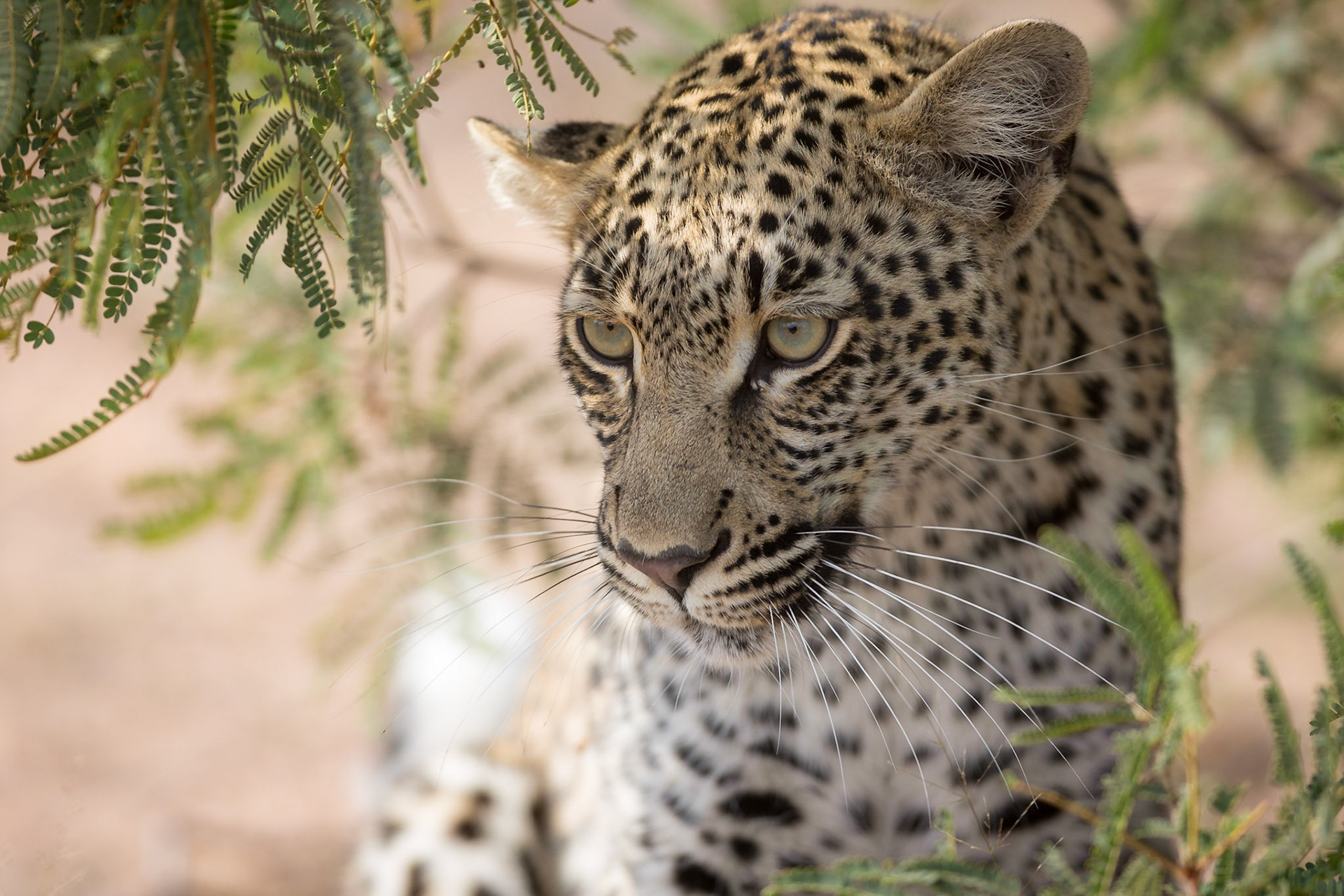 Leopard, Timbavati Game Reserve, South Africa