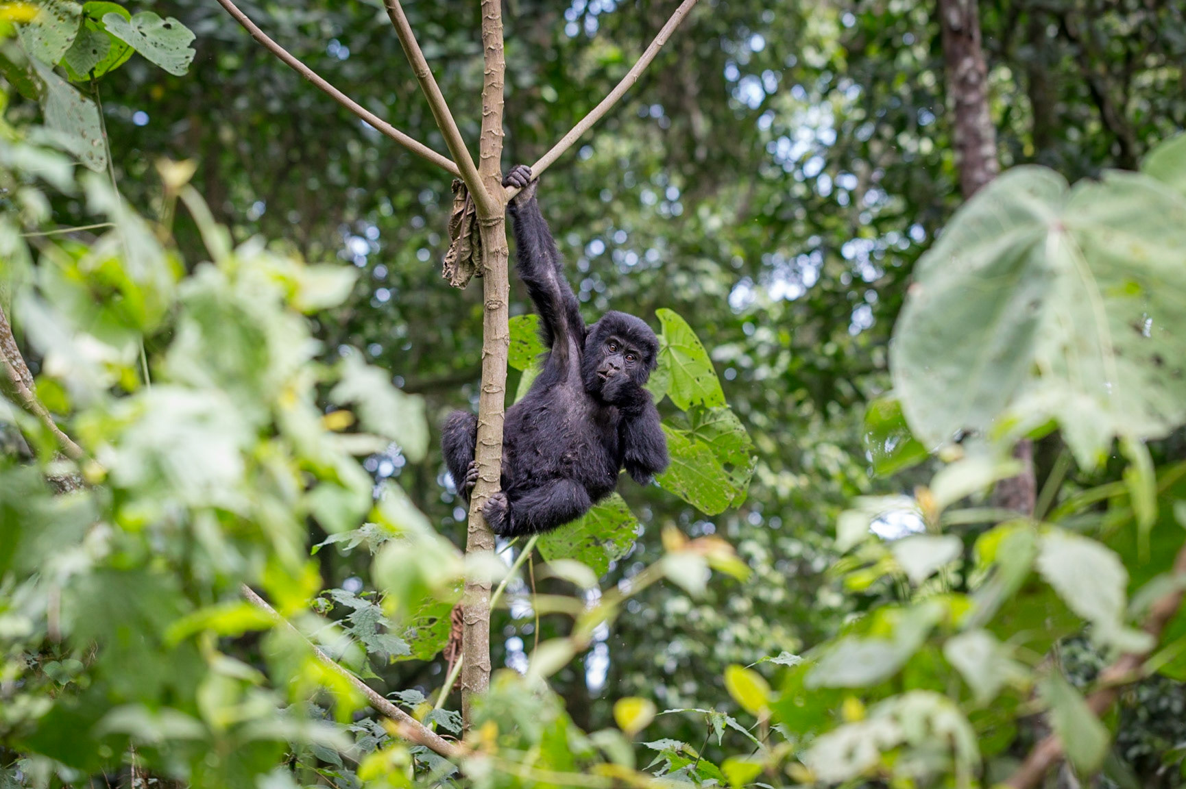 Mountain Gorilla, Bwindi Impenetrable Forest, Uganda