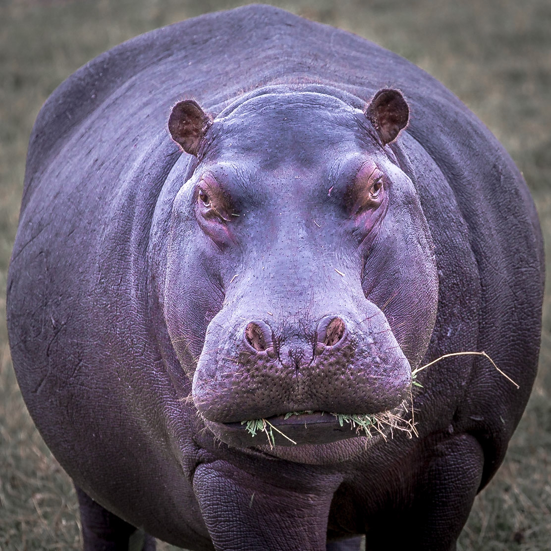 Hippo, Chobe River, Botswana