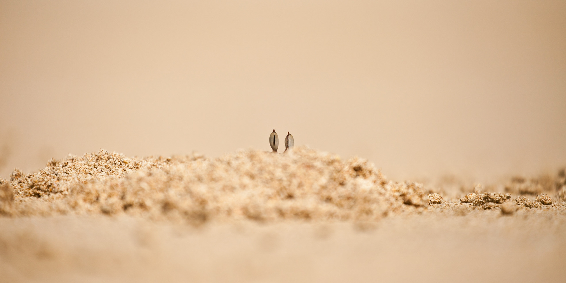 Red Crab, Ngapali Beach, Myanmar