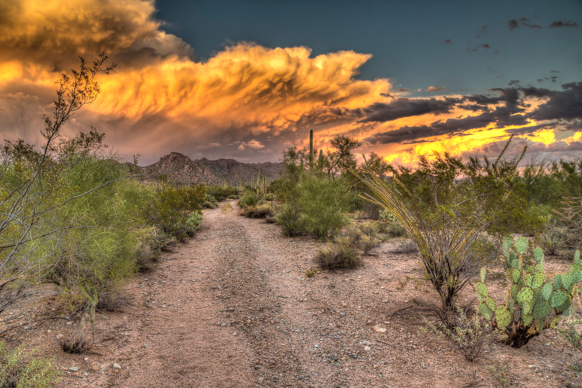 Saguaro National Park, Arizona, USA