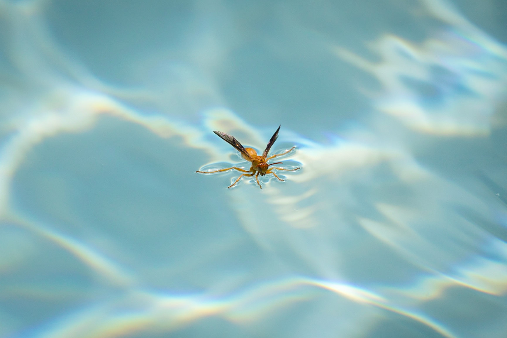 Red Paper Wasp, Tucson, Arizona, USA