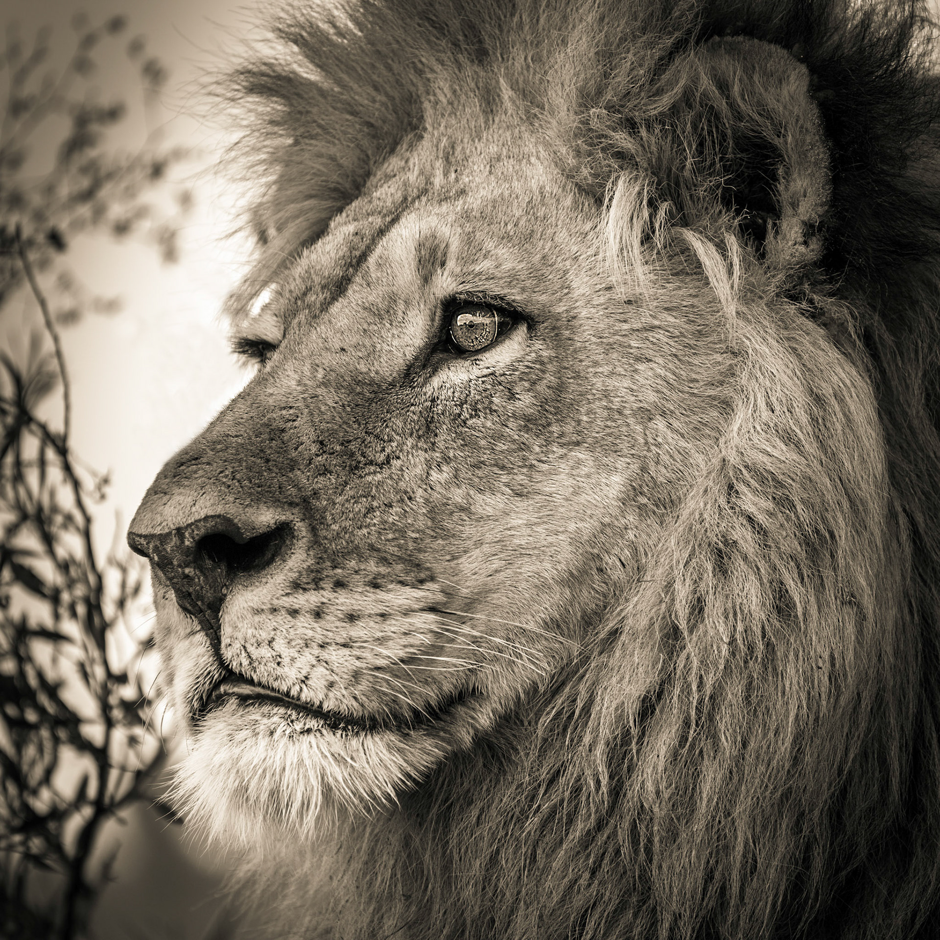 Lion, Okavango Delta, Botswana