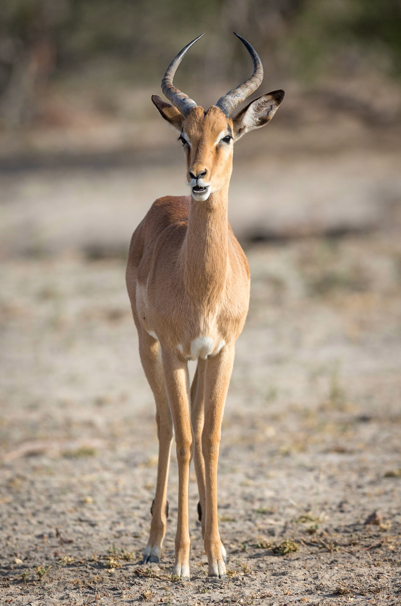 Male Impala, Timbavati Game Reserve, South Africa