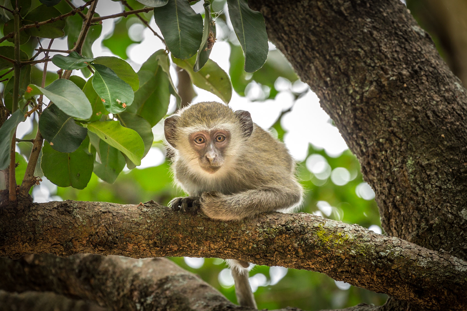 Vervet Monkey, Savuti Marsh Area, Botswana