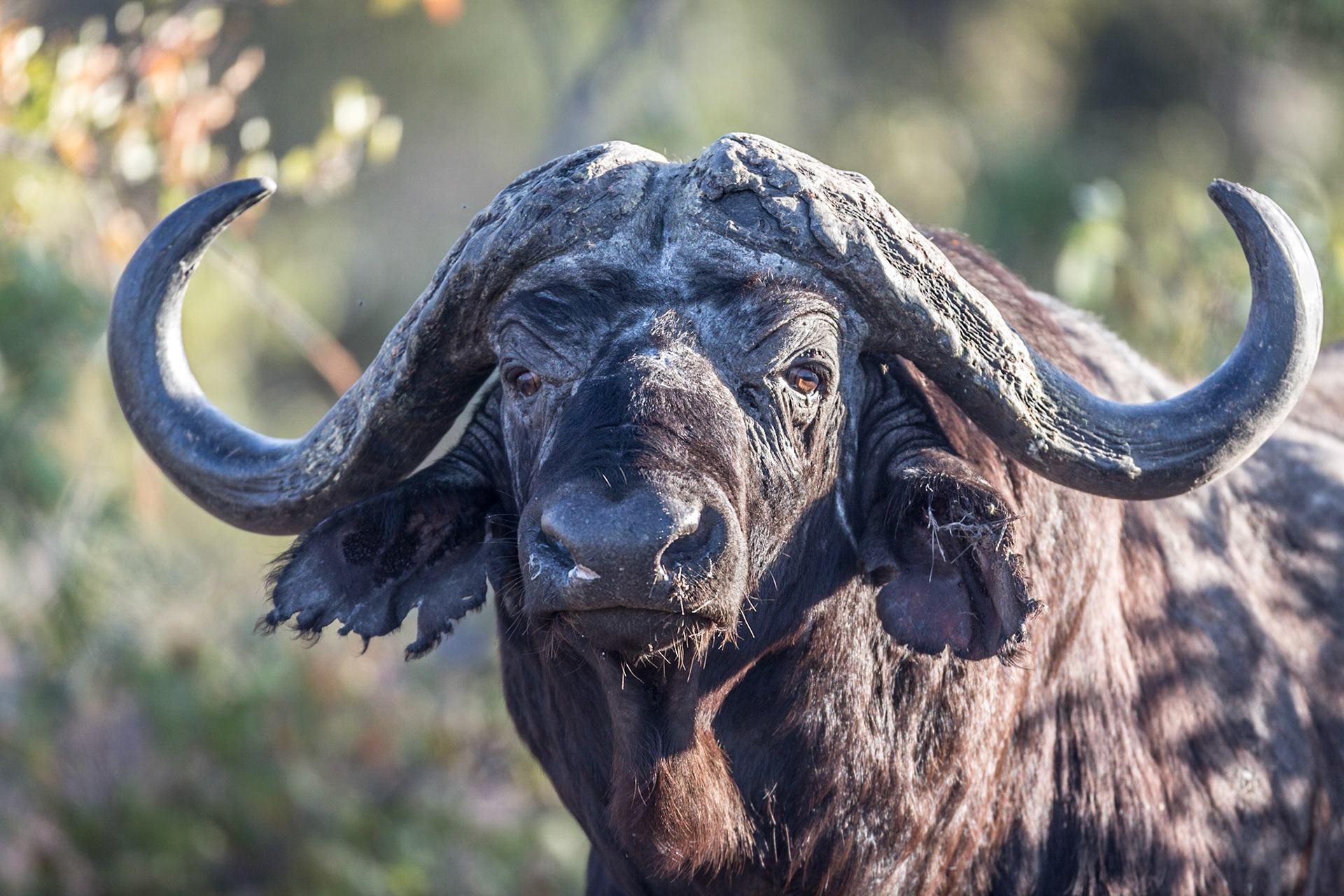 African Buffalo, Manyeleti Game Reserve, South Africa
