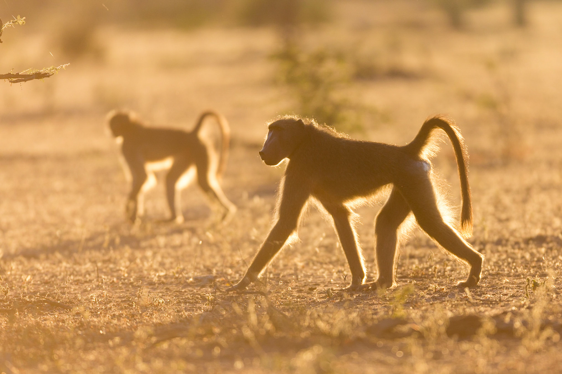 Baboons, Timbavati Game Reserve, South Africa