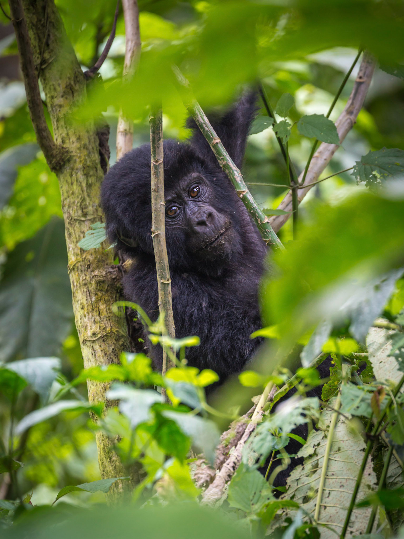 Mountain Gorilla, Bwindi Impenetrable Forest, Uganda