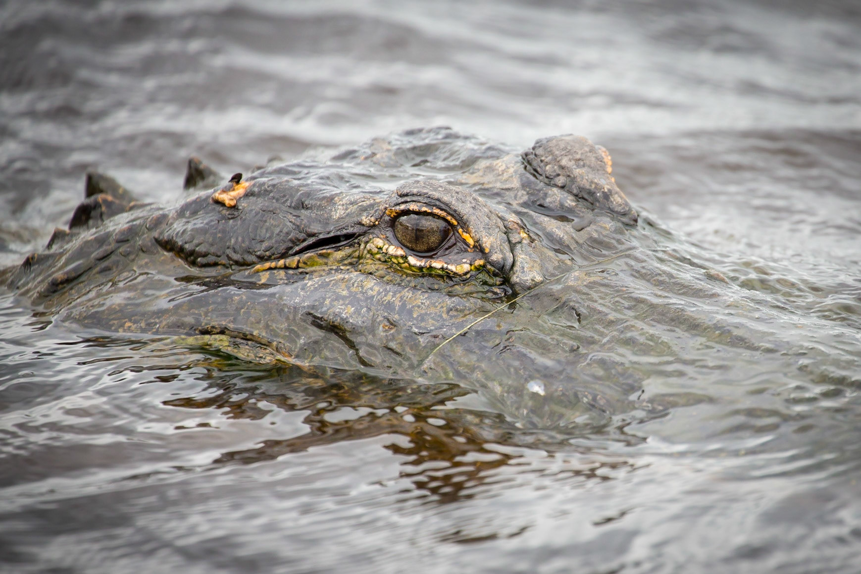 Alligator, Homosassa, Florida, USAGaze
