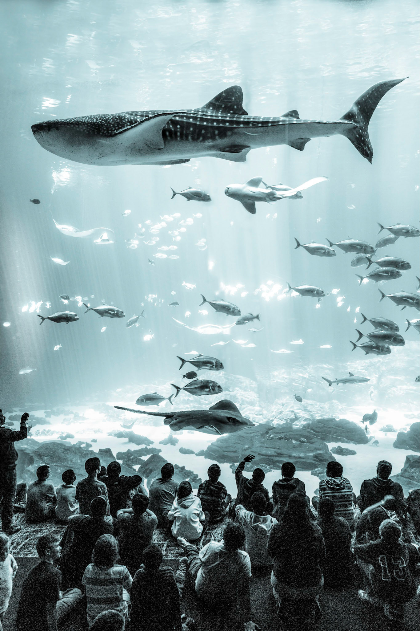 Whale Shark, Georgia Aquarium, Atlanta, Georgia, USA